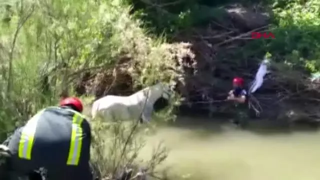 MANİSA ÇAY YATAĞINA BAĞLANIP TERK EDİLEN 2 ATI İTFAİYE KURTARDI MANİSA ÇAY YATAĞINA BAĞLANIP TERK EDİLEN 2 ATI İTFAİYE KURTARDI