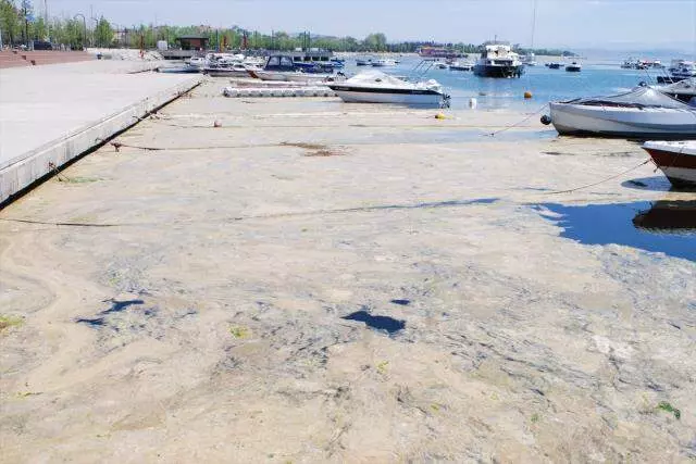 Marmara'da deniz salyası tehlikesi sürüyor: 15 senedir böyle bir durumla karşılaşmadım Marmara'da deniz salyası tehlikesi sürüyor: 15 senedir böyle bir durumla karşılaşmadım