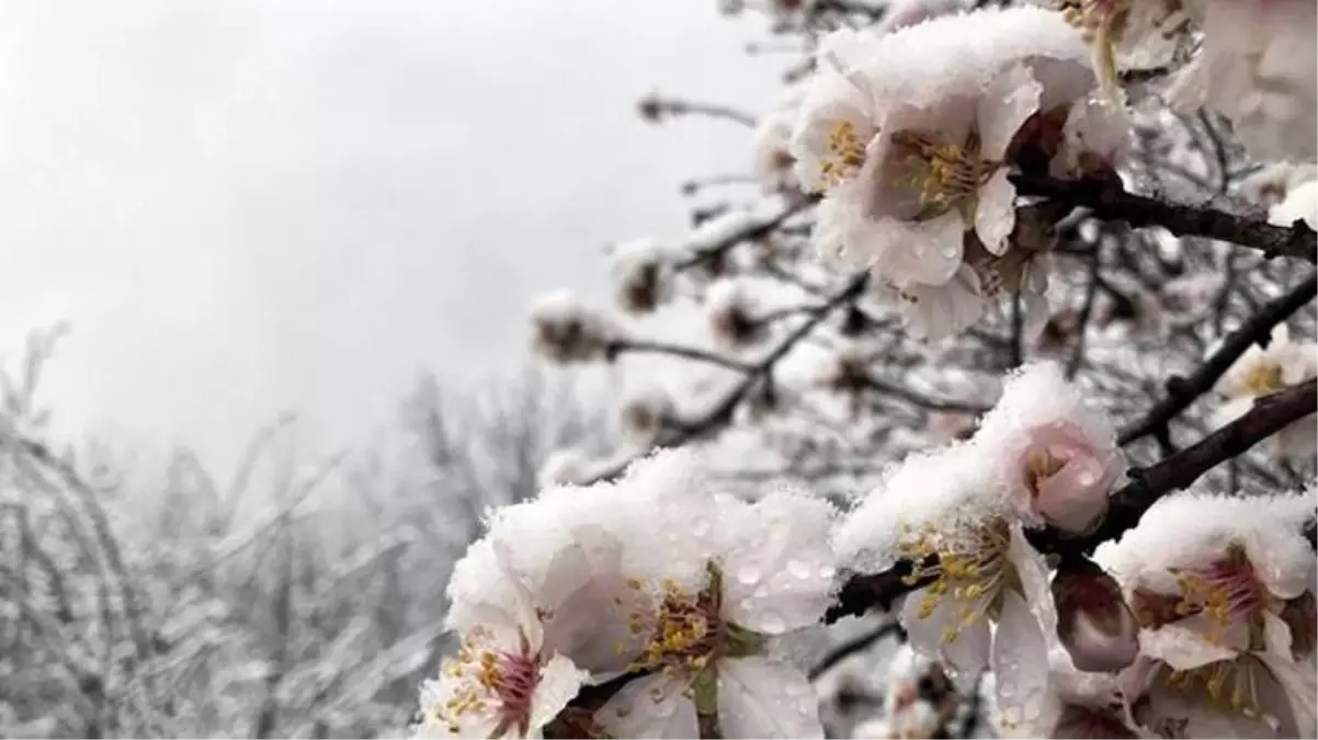 Meteoroloji'den 5 il için zirai don uyarısı: Pazartesi ve salı günleri sıcaklık sıfırına altına düşecek