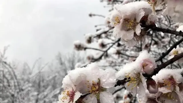 Meteoroloji'den 5 il için zirai don uyarısı: Pazartesi ve salı günleri sıcaklık sıfırına altına düşecek Meteoroloji'den 5 il için zirai don uyarısı: Pazartesi ve salı günleri sıcaklık sıfırına altına düşecek