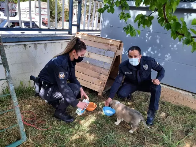 Son dakika haberleri: - Polis memurları devriye sırasında buldukları yavru köpeği sahiplendiler Son dakika haberleri: - Polis memurları devriye sırasında buldukları yavru köpeği sahiplendiler