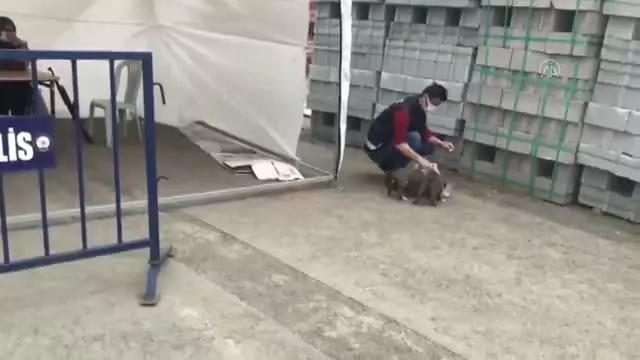Son dakika: Polis memuru kontrol noktasına gelen yavru köpekleri sütle besledi Son dakika: Polis memuru kontrol noktasına gelen yavru köpekleri sütle besledi