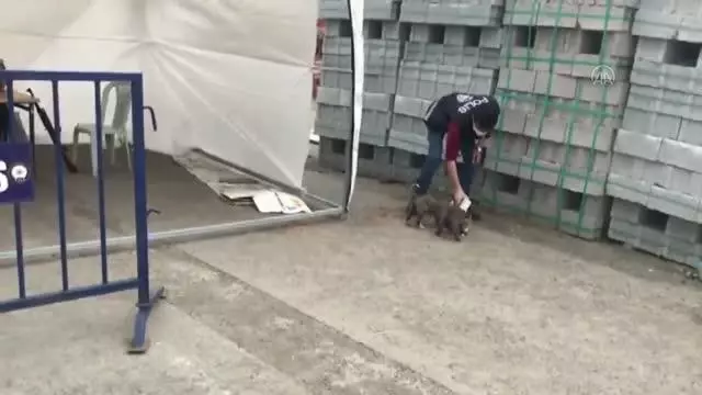 Son dakika: Polis memuru kontrol noktasına gelen yavru köpekleri sütle besledi Son dakika: Polis memuru kontrol noktasına gelen yavru köpekleri sütle besledi