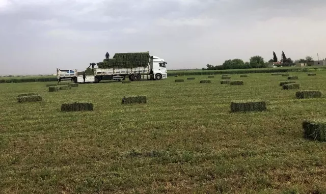 Suruç Ovasında alternatif ürün bereketi