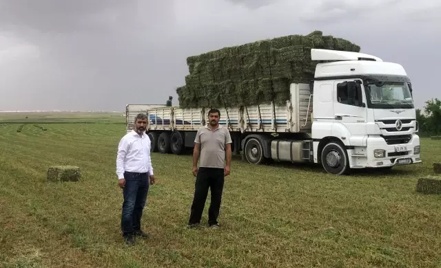 Suruç Ovasında alternatif ürün bereketi