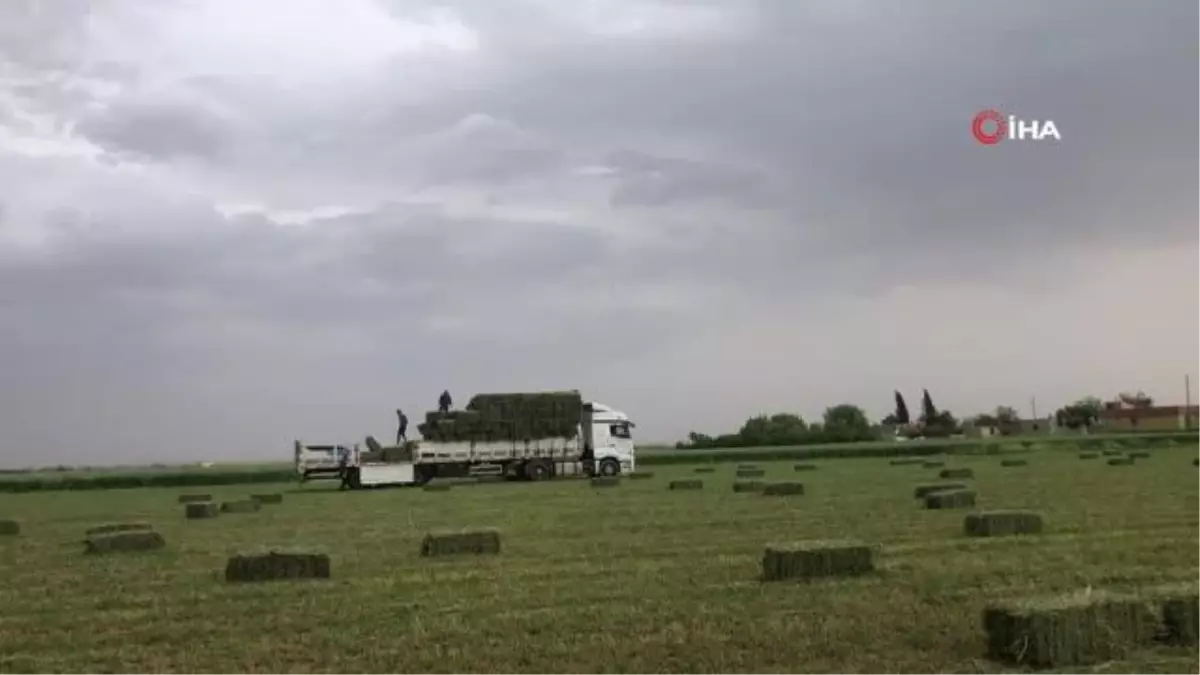 Suruç Ovasında alternatif ürün bereketi