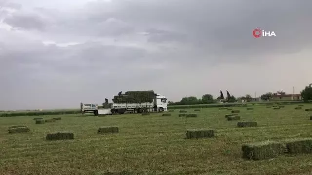 Suruç Ovasında alternatif ürün bereketi