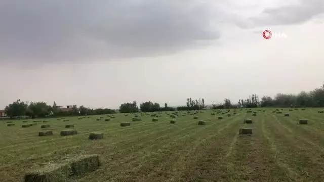 Suruç Ovasında alternatif ürün bereketi