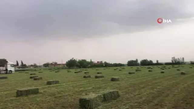 Suruç Ovasında alternatif ürün bereketi