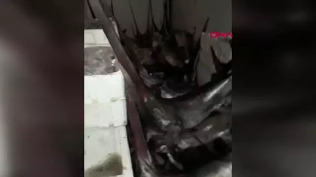 AVLANMA BOY SINIRI ALTINDAKİ 12 KILIÇ BALIĞINA EL KONULDU AVLANMA BOY SINIRI ALTINDAKİ 12 KILIÇ BALIĞINA EL KONULDU