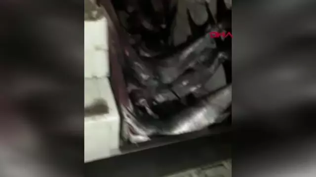 AVLANMA BOY SINIRI ALTINDAKİ 12 KILIÇ BALIĞINA EL KONULDU AVLANMA BOY SINIRI ALTINDAKİ 12 KILIÇ BALIĞINA EL KONULDU