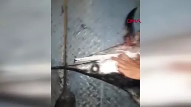 AVLANMA BOY SINIRI ALTINDAKİ 12 KILIÇ BALIĞINA EL KONULDU AVLANMA BOY SINIRI ALTINDAKİ 12 KILIÇ BALIĞINA EL KONULDU