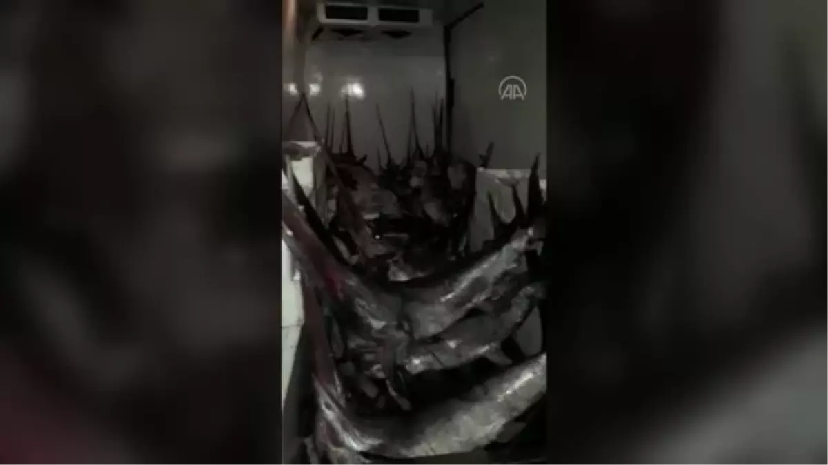ÇANAKKALE - Yasa dışı kılıç balığı avcılığı operasyonu