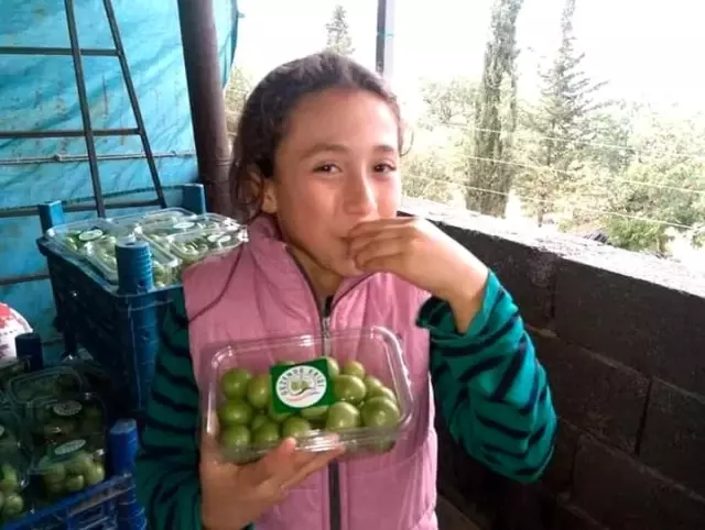 Gezende eriğinin kalitesi bir kez daha tescillendi