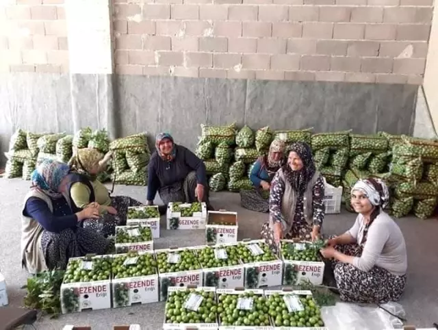 Gezende eriğinin kalitesi bir kez daha tescillendi