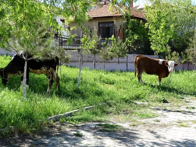 Hisarcık'ta okul bahçeleri hayat oluyor Hisarcık'ta okul bahçeleri hayat oluyor