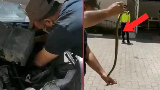 Otomobilin motoruna giren yılanı çıplak elle çıkardılar Otomobilin motoruna giren yılanı çıplak elle çıkardılar