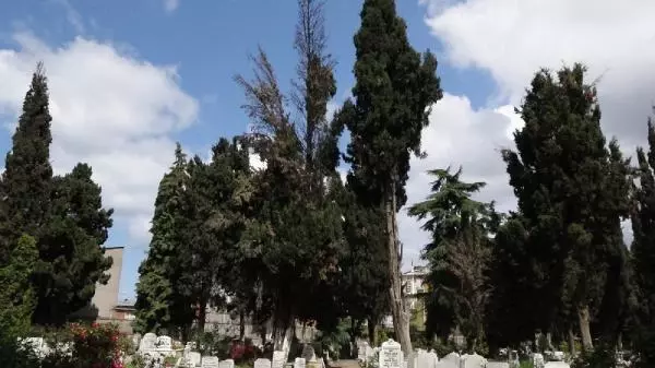 Son dakika haberleri: ŞEHİTLİKTEKİ SELVİ AĞAÇLARININ KESİLMESİNE TEPKİ Son dakika haberleri: ŞEHİTLİKTEKİ SELVİ AĞAÇLARININ KESİLMESİNE TEPKİ