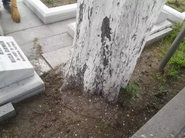 Son dakika haberleri: ŞEHİTLİKTEKİ SELVİ AĞAÇLARININ KESİLMESİNE TEPKİ Son dakika haberleri: ŞEHİTLİKTEKİ SELVİ AĞAÇLARININ KESİLMESİNE TEPKİ