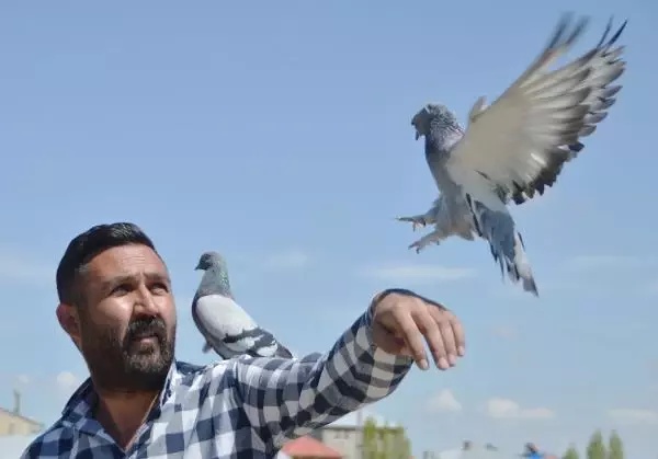 Yok böyle bir tutku! 300 güvercin için arazi satın alıp, 350 bin lira harcadı Yok böyle bir tutku! 300 güvercin için arazi satın alıp, 350 bin lira harcadı