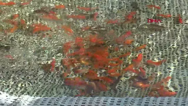 Cam sera içinde süs balığı yetiştiriyor Cam sera içinde süs balığı yetiştiriyor