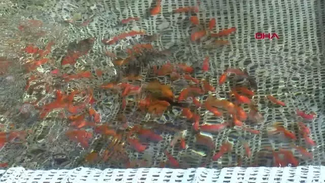 Cam sera içinde süs balığı yetiştiriyor Cam sera içinde süs balığı yetiştiriyor