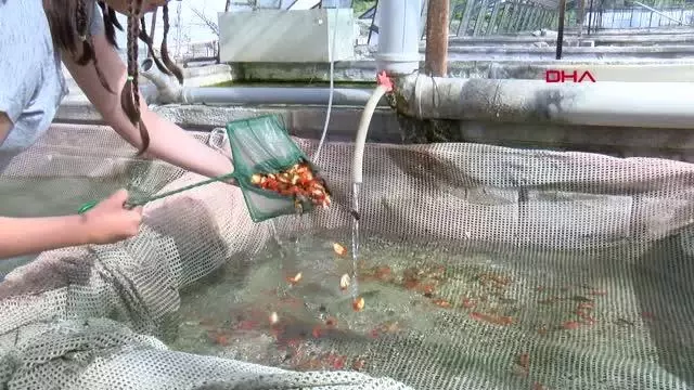 Cam sera içinde süs balığı yetiştiriyor Cam sera içinde süs balığı yetiştiriyor