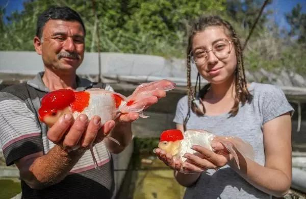 Cam sera içinde süs balığı yetiştiriyor Cam sera içinde süs balığı yetiştiriyor