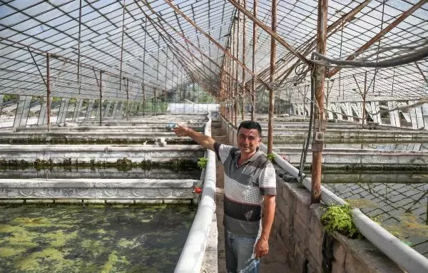 Cam sera içinde süs balığı yetiştiriyor Cam sera içinde süs balığı yetiştiriyor