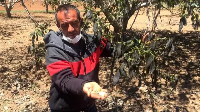 - Darende'de çiftçilerin don mağduriyeti - Darende'de çiftçilerin don mağduriyeti