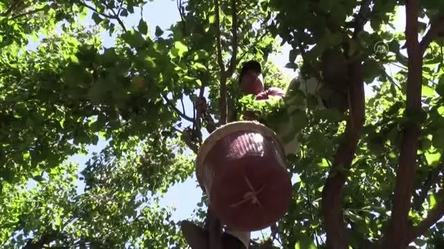 Erkenci kayısı hasadı devam ediyor