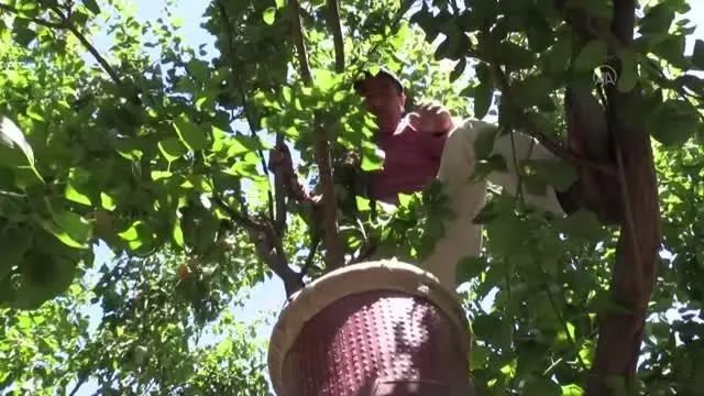 Erkenci kayısı hasadı devam ediyor