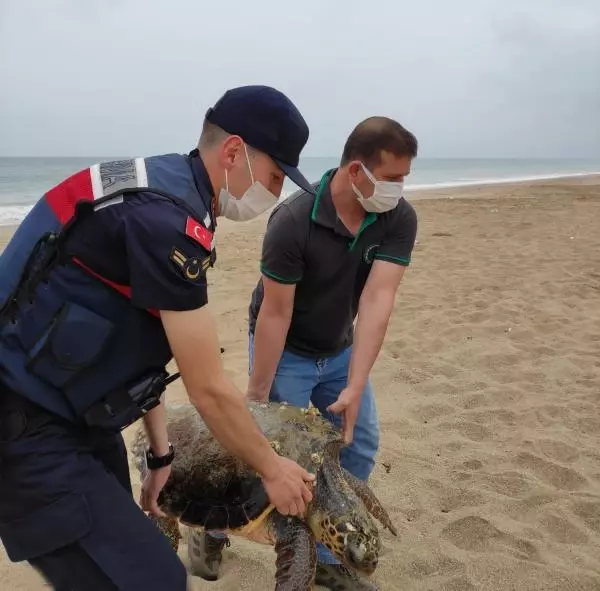 Jandarmanın bulduğu yaralı caretta caretta tedaviye alındı Jandarmanın bulduğu yaralı caretta caretta tedaviye alındı