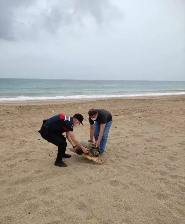 Jandarmanın bulduğu yaralı caretta caretta tedaviye alındı Jandarmanın bulduğu yaralı caretta caretta tedaviye alındı