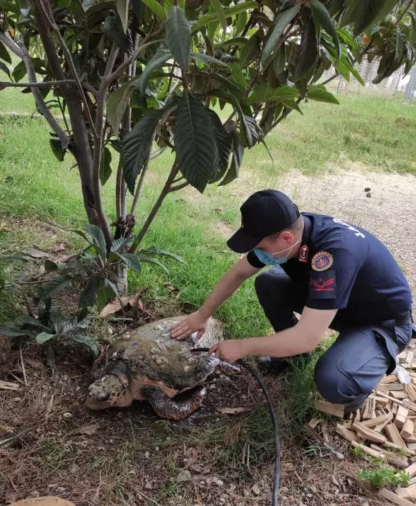 Jandarmanın bulduğu yaralı caretta caretta tedaviye alındı Jandarmanın bulduğu yaralı caretta caretta tedaviye alındı