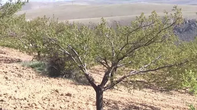KAHRAMANMARAŞ - Zirai don kayısı bahçelerine zarar verdi KAHRAMANMARAŞ - Zirai don kayısı bahçelerine zarar verdi
