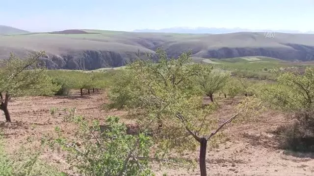 KAHRAMANMARAŞ - Zirai don kayısı bahçelerine zarar verdi KAHRAMANMARAŞ - Zirai don kayısı bahçelerine zarar verdi