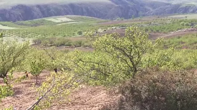 KAHRAMANMARAŞ - Zirai don kayısı bahçelerine zarar verdi KAHRAMANMARAŞ - Zirai don kayısı bahçelerine zarar verdi