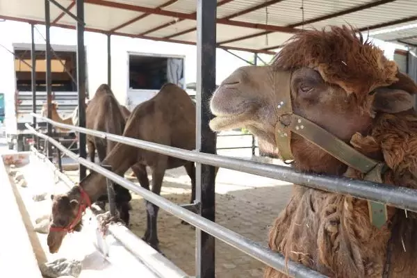 Son dakika haberi... Koronavirüs döneminde, deve sütüne talep patlaması Son dakika haberi... Koronavirüs döneminde, deve sütüne talep patlaması