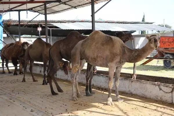 Son dakika haberi... Koronavirüs döneminde, deve sütüne talep patlaması Son dakika haberi... Koronavirüs döneminde, deve sütüne talep patlaması