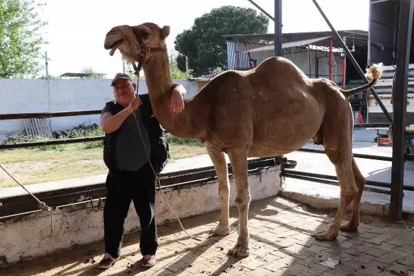 Son dakika haberi... Koronavirüs döneminde, deve sütüne talep patlaması Son dakika haberi... Koronavirüs döneminde, deve sütüne talep patlaması