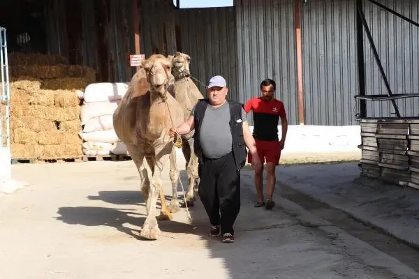 Son dakika haberi... Koronavirüs döneminde, deve sütüne talep patlaması Son dakika haberi... Koronavirüs döneminde, deve sütüne talep patlaması
