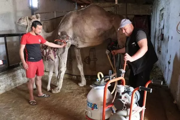 Son dakika haberi... Koronavirüs döneminde, deve sütüne talep patlaması Son dakika haberi... Koronavirüs döneminde, deve sütüne talep patlaması
