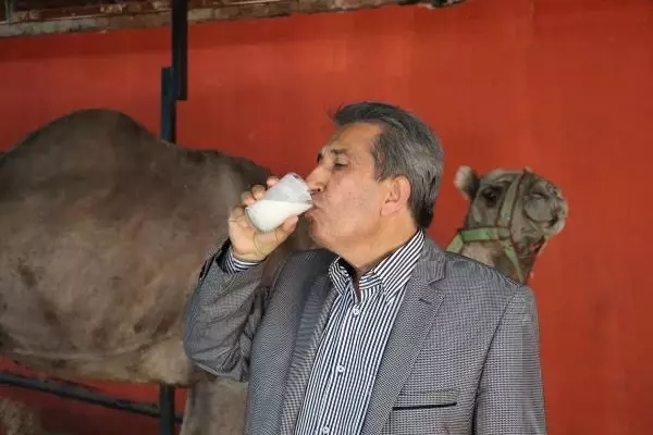 Son dakika haberi... Koronavirüs döneminde, deve sütüne talep patlaması Son dakika haberi... Koronavirüs döneminde, deve sütüne talep patlaması