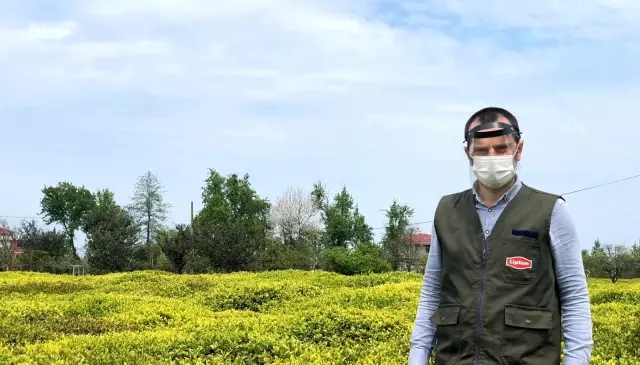 Lipton sağlıklı ve güvenli çay hasadı hazırlıklarını tamamladı Lipton sağlıklı ve güvenli çay hasadı hazırlıklarını tamamladı