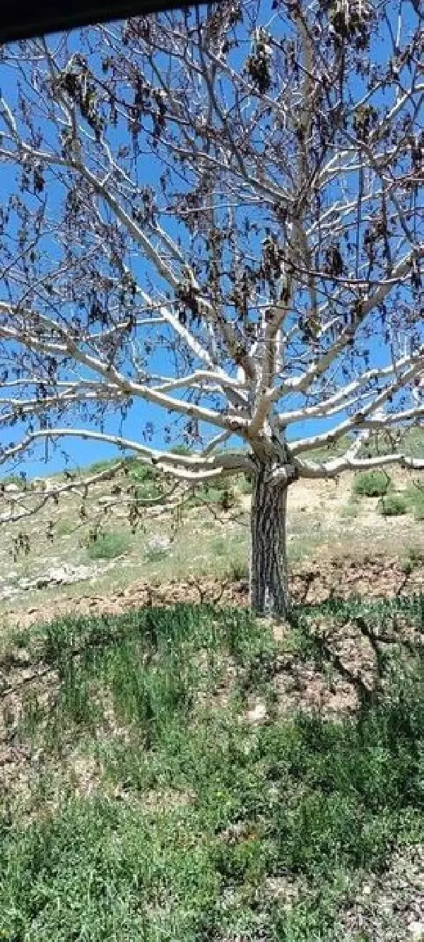 MALATYA'DA KAYISI BAHÇELERİNDE DON ZARARI MALATYA'DA KAYISI BAHÇELERİNDE DON ZARARI
