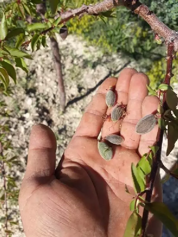 MALATYA'DA KAYISI BAHÇELERİNDE DON ZARARI MALATYA'DA KAYISI BAHÇELERİNDE DON ZARARI