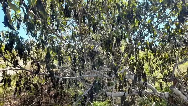 MALATYA'DA KAYISI BAHÇELERİNDE DON ZARARI MALATYA'DA KAYISI BAHÇELERİNDE DON ZARARI