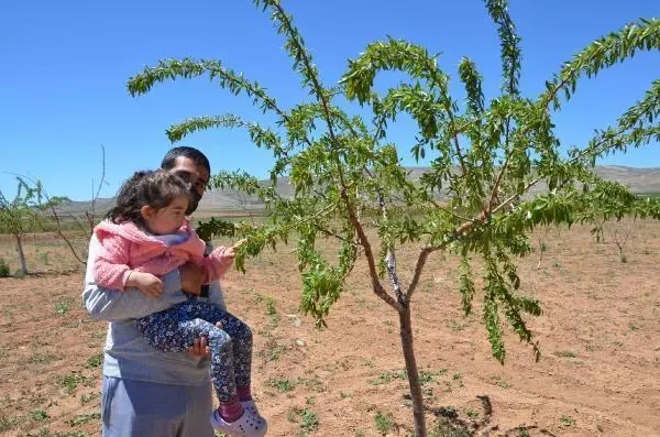 MALATYA'DA KAYISI BAHÇELERİNDE DON ZARARI MALATYA'DA KAYISI BAHÇELERİNDE DON ZARARI