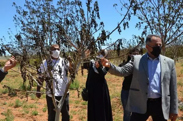 MALATYA'DA KAYISI BAHÇELERİNDE DON ZARARI MALATYA'DA KAYISI BAHÇELERİNDE DON ZARARI